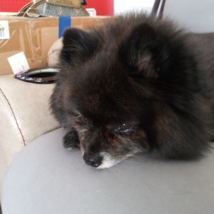 Meet your Posher, Nikki